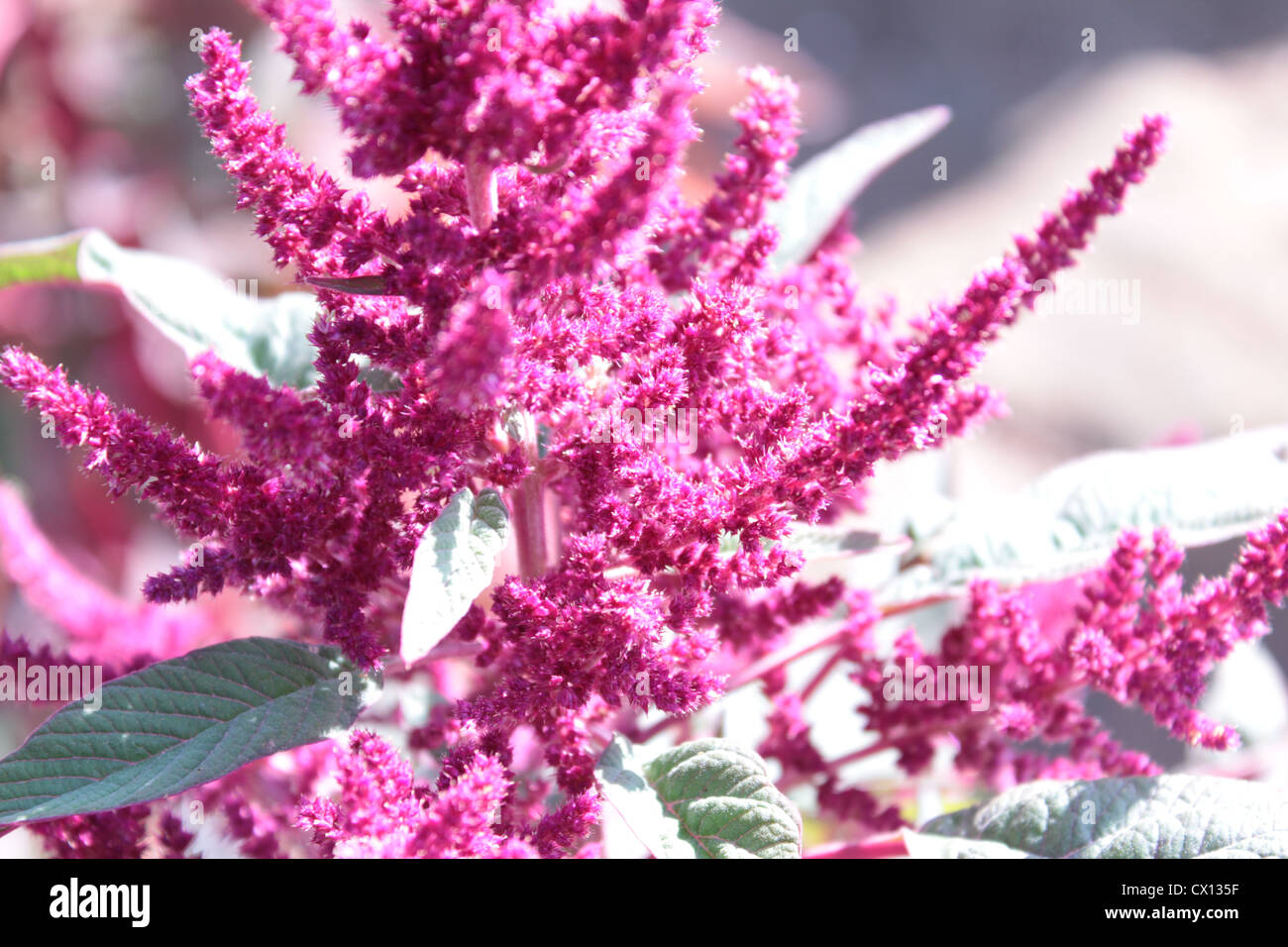 Binky hires stock photography and images Alamy