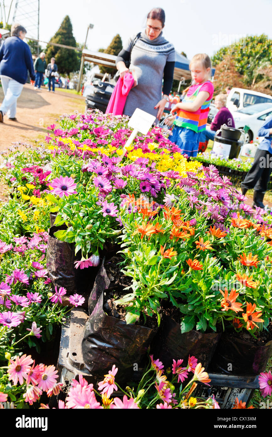 Daisy plants for sale at a local farmers market Stock Photo Alamy