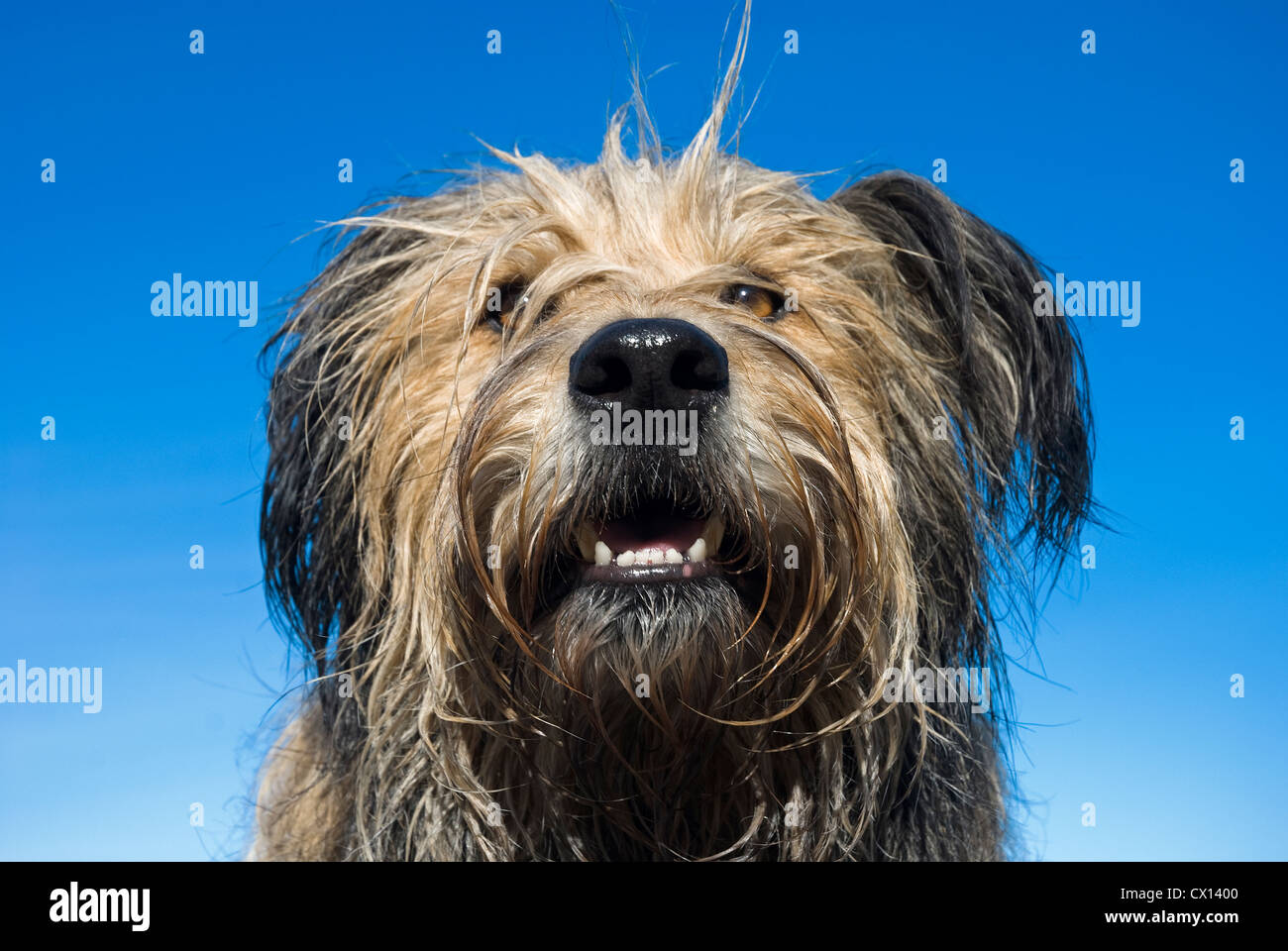 Portrait of a Briard dog from below on sky background Stock Photo