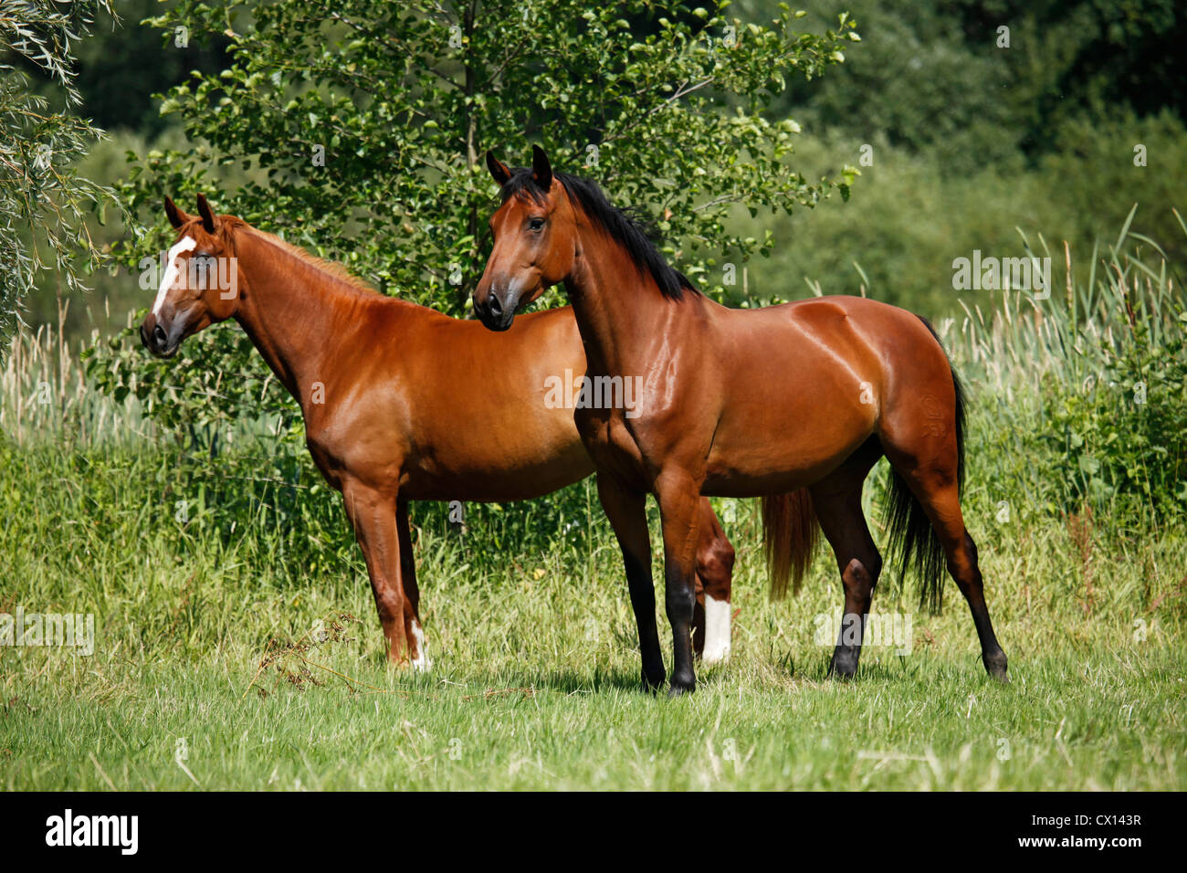 Two horses stands hires stock photography and images Alamy