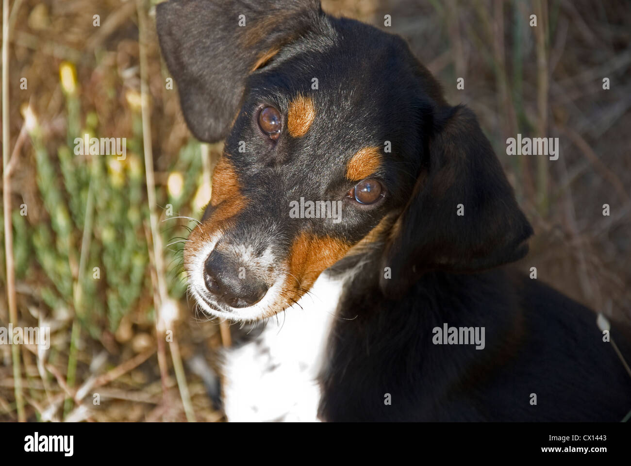 About 4 months old stray mongrel dog in Greece looking trustingly at camera hoping to find a new home Stock Photo