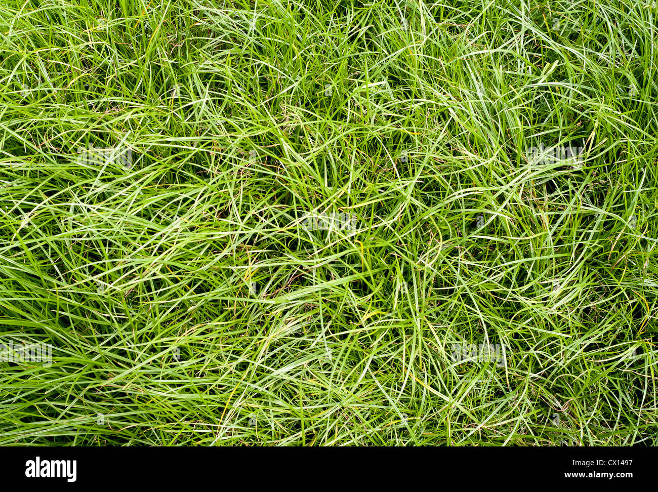 Green long grass texture pattren on ground Stock Photo