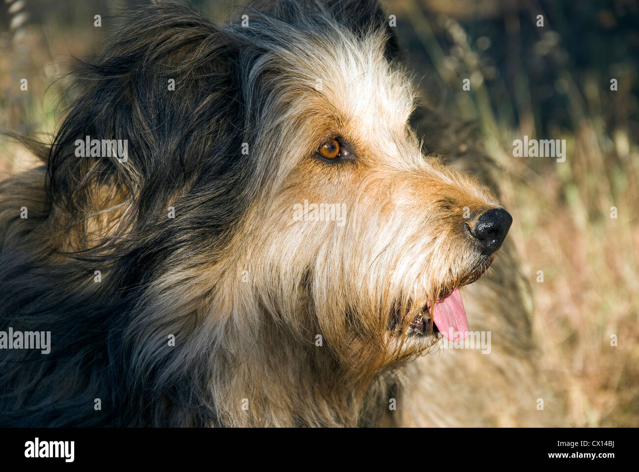 Portrait of a Briard dog in profile Stock Photo