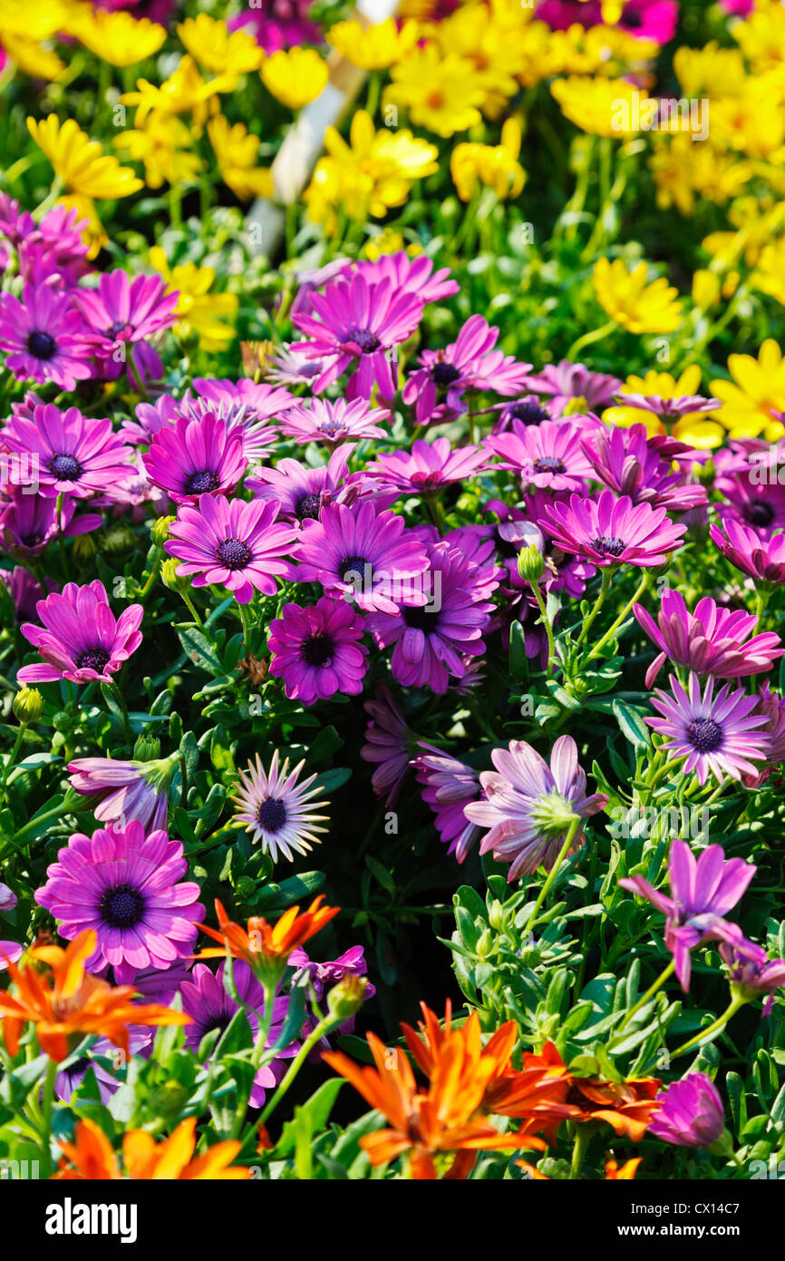 Daisy plants for sale at a local farmers market Stock Photo Alamy