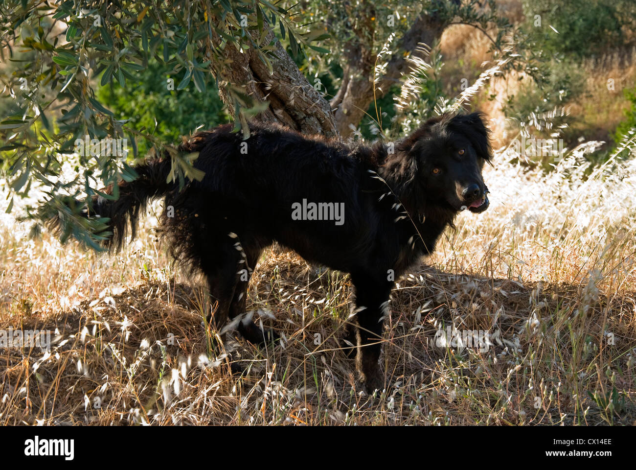 Black Greek sheep dog standing beneath an olive tree looking eagerly at camera Stock Photo