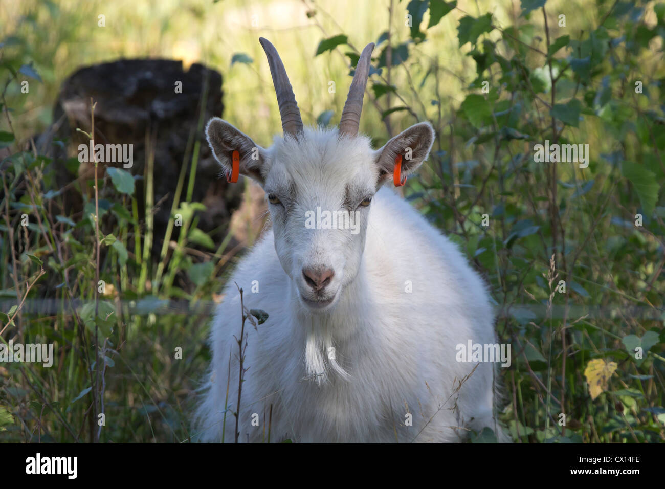 Goats grazing heathland. Surrey, UK. Stock Photo