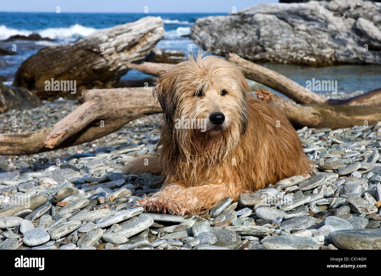 Briard mongrel lying on a pebble beach on Pelion Peninsular, Greece Stock Photo