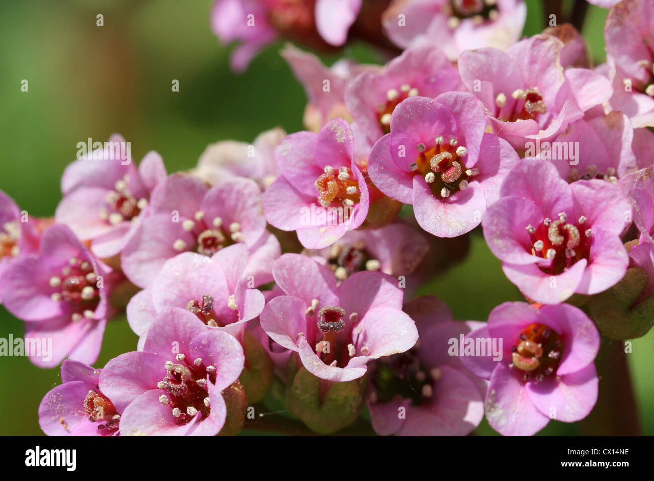 Close up of pink Bergenia cordifolia flowers, a common garden plant. Stock Photo