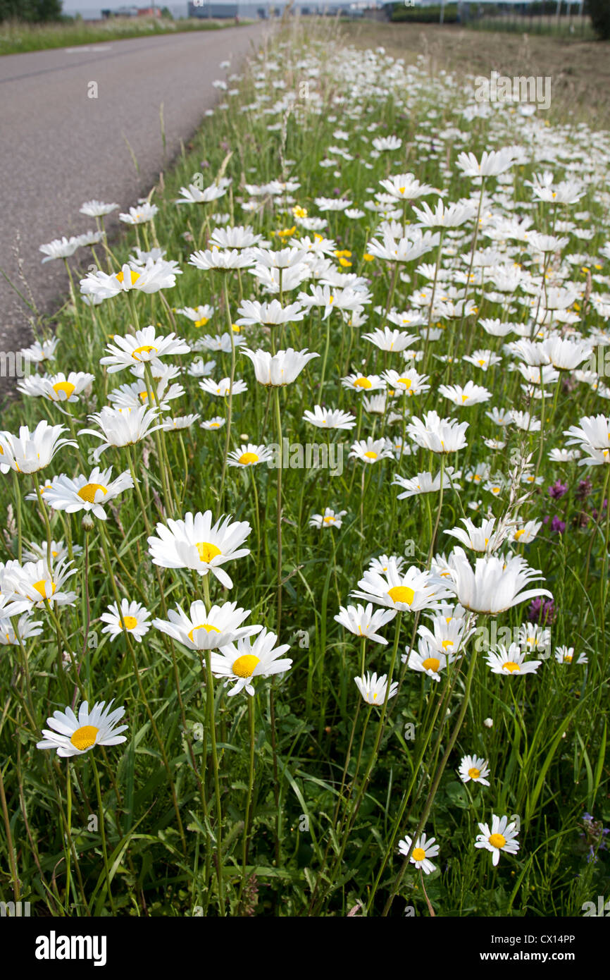Daisies by roadside hires stock photography and images Alamy
