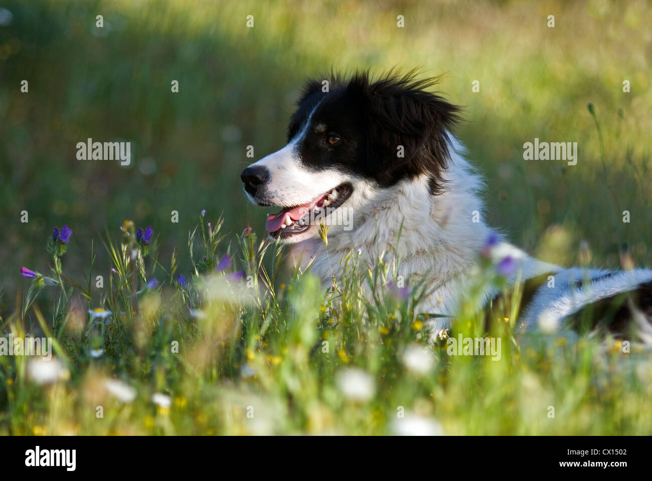 does the greek shepherd have infectious disease