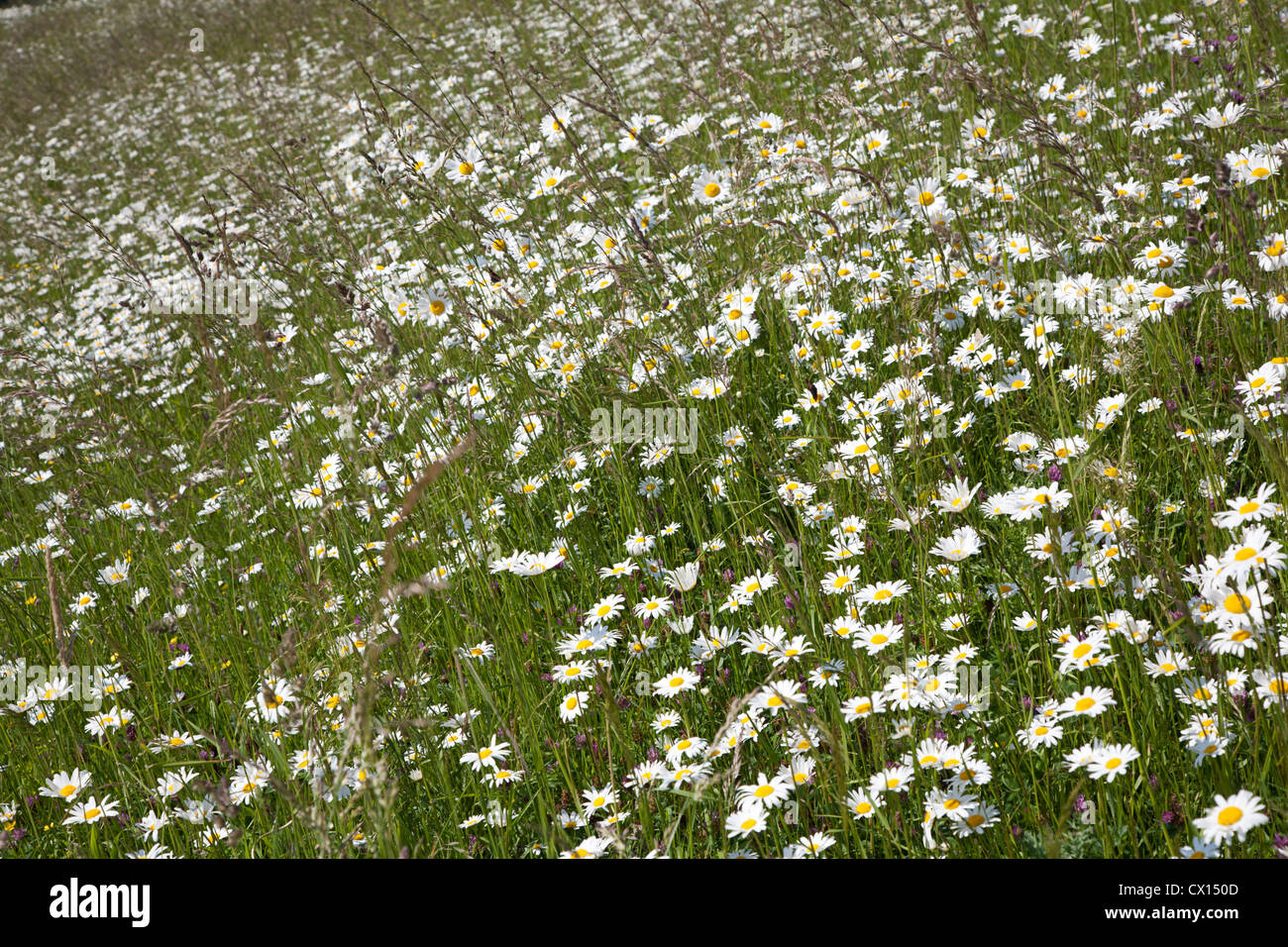 Numerous Oxeye Daisies (Leucanthemum vulgare) on slope of dike