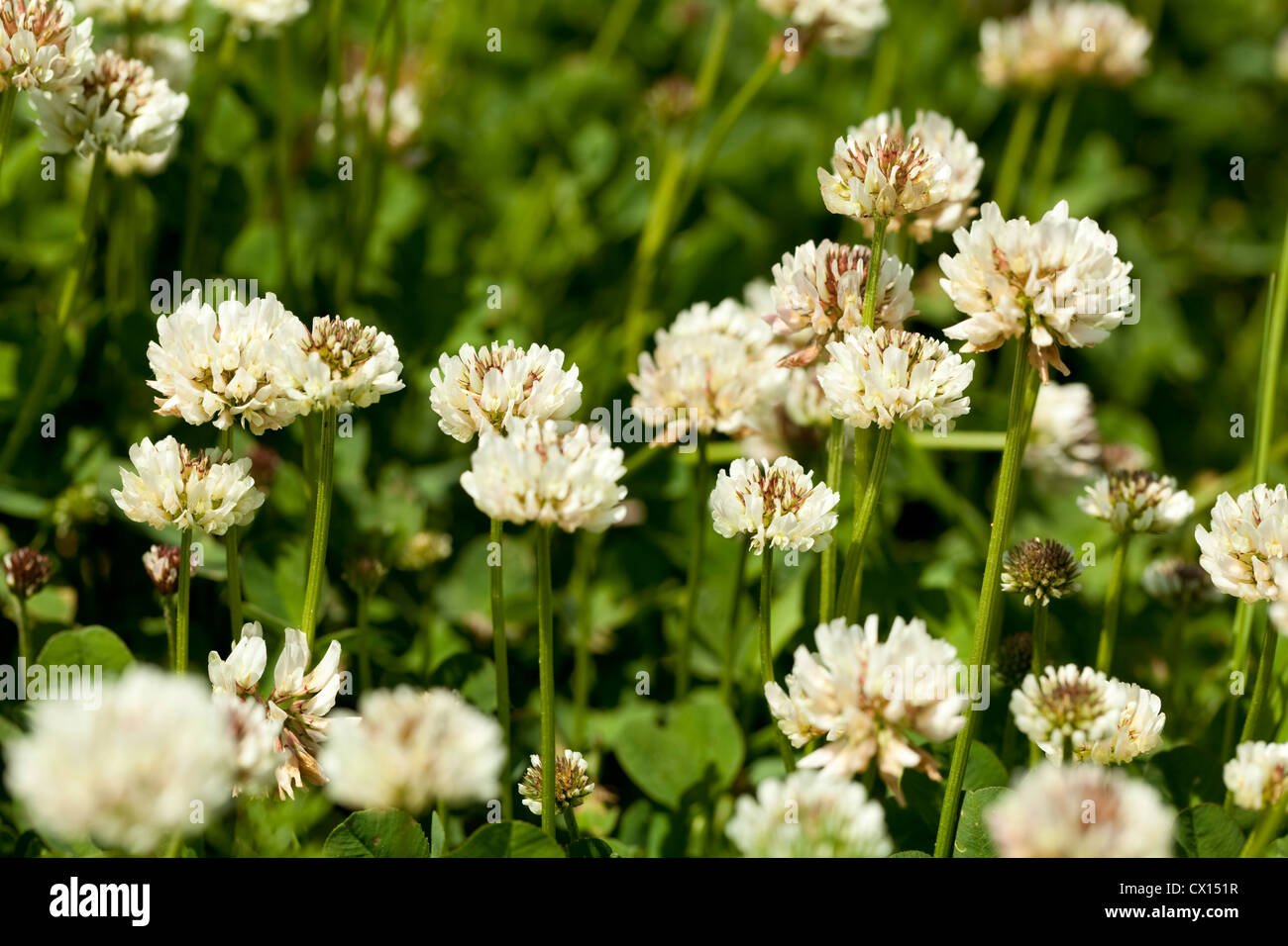 white flower clover on green background leaf Stock Photo - Alamy