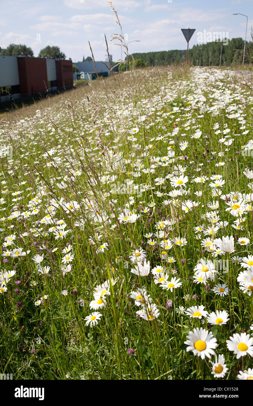 Numerous Oxeye Daisies (Leucanthemum vulgare) on slope of dike