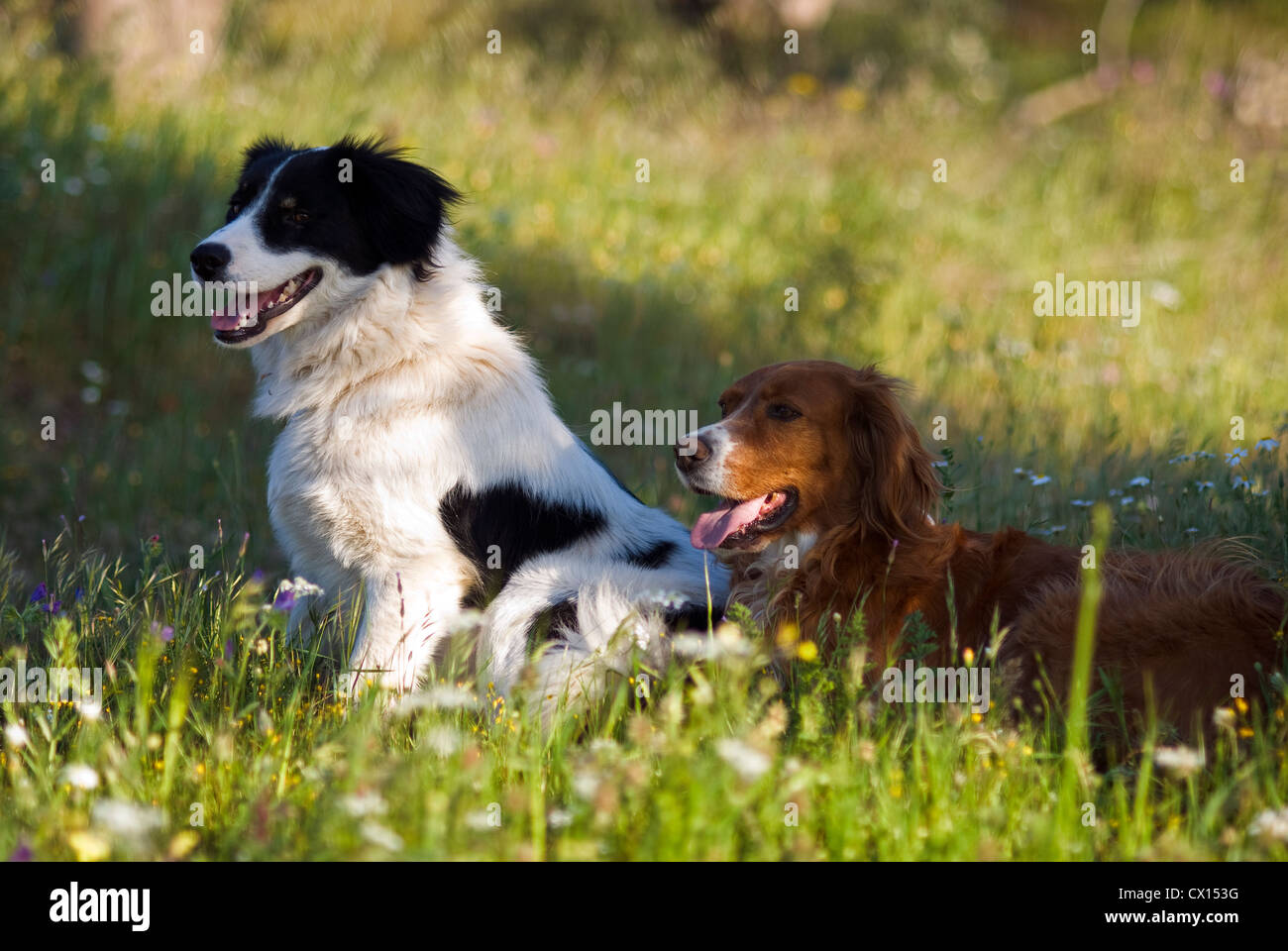 A Greek sheep dog and an Irish Red Setter resting side by side on a flowering meadow Stock Photo
