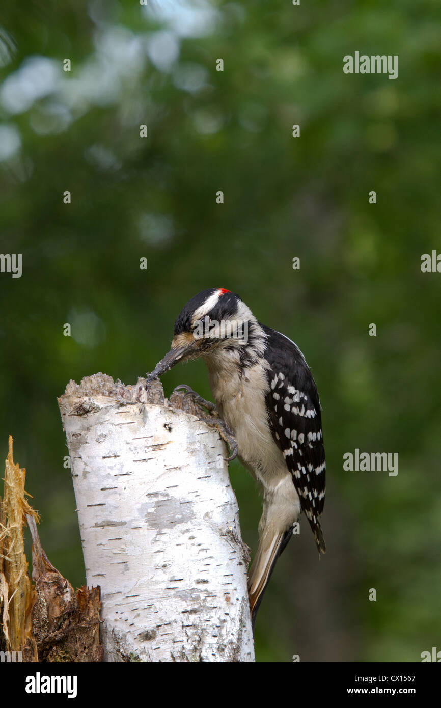 Hairy woodpecker - male Stock Photo - Alamy