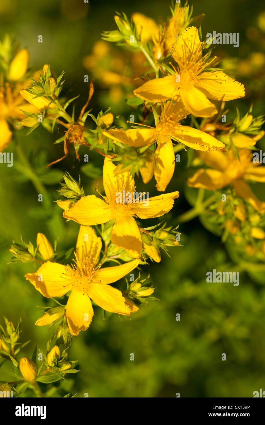 bush of yellow herb St -John's -wort's Stock Photo
