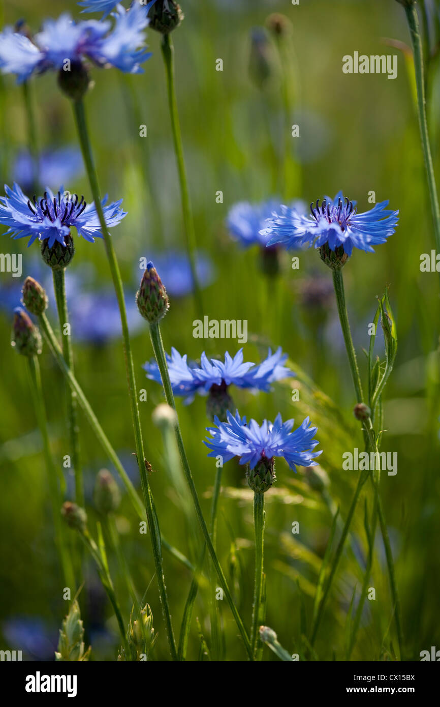 group of blue cornflower on green cereal's background Stock Photo