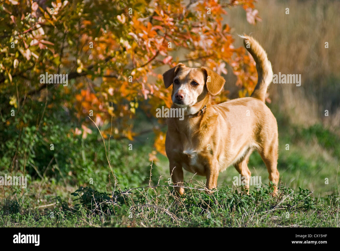Short-haired dachshund mongrel standing in front of a bush with autumn foliage Stock Photo