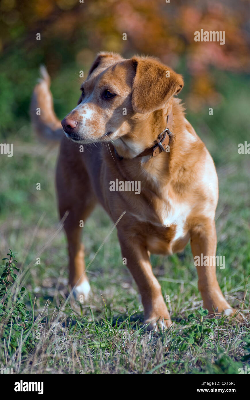 Short-haired dachshund mongrel standing on grass looking sidewards Stock Photo