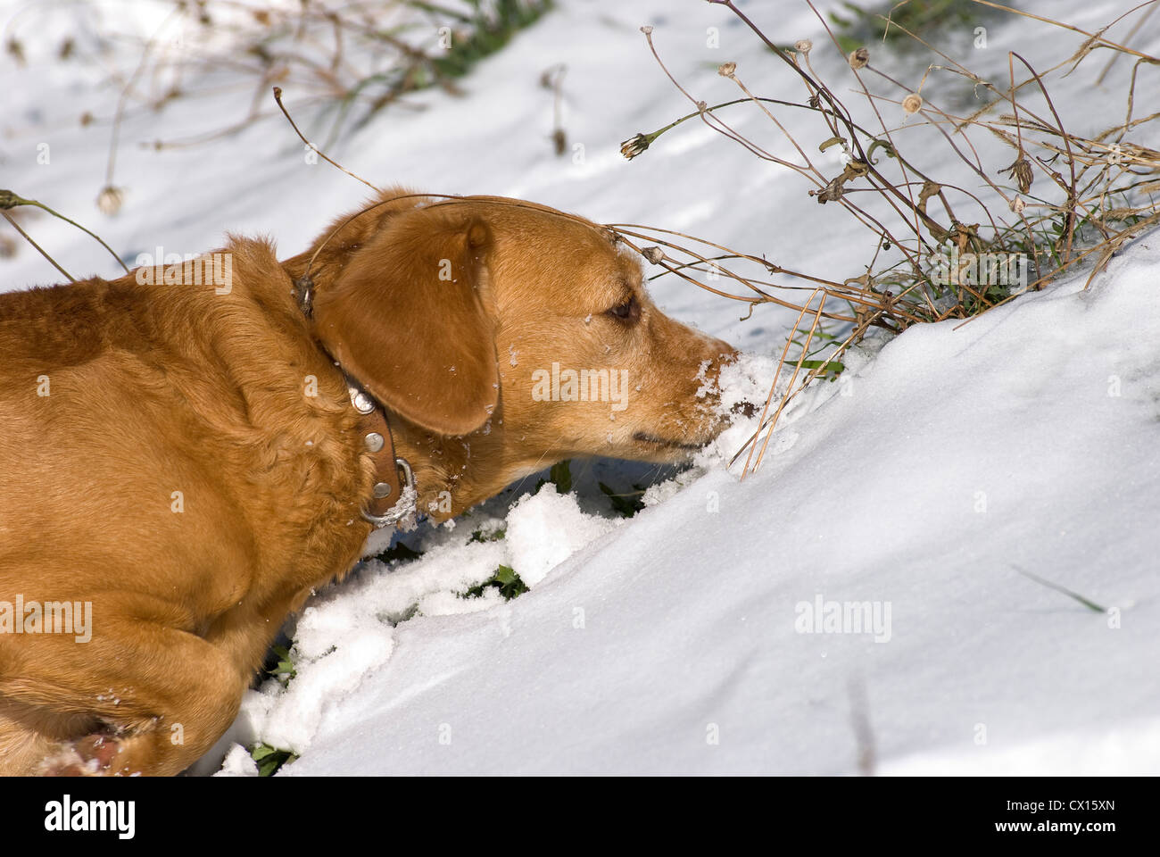 Short-haired dachshund mongrel sniffing in snow Stock Photo