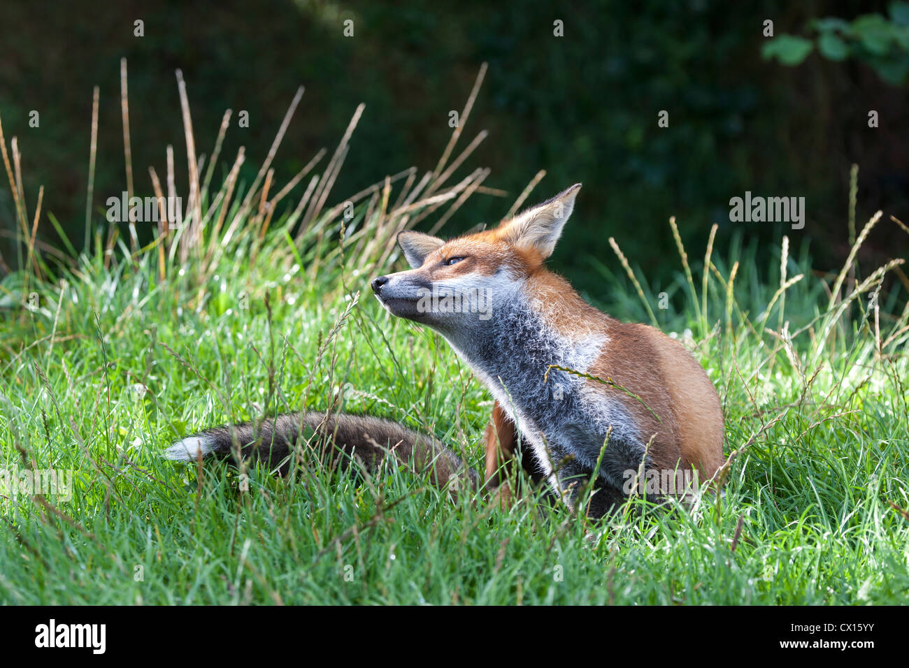 Red Fox. Vulpes (Carnivora) Stock Photo