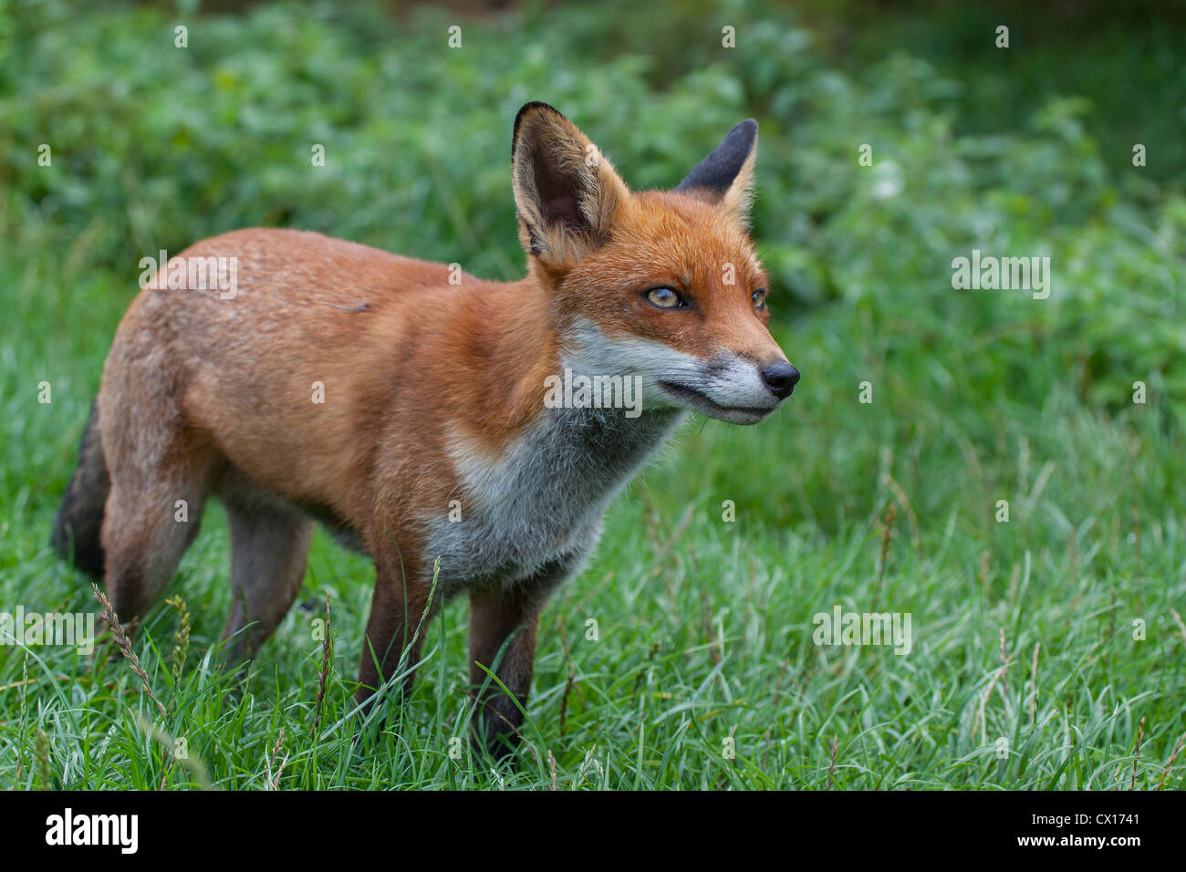 Red Fox. Vulpes (Carnivora) Stock Photo