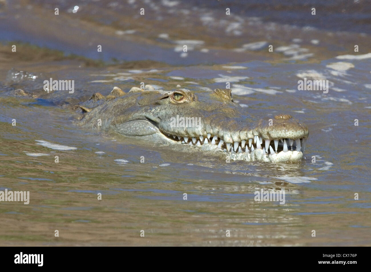 Crocodile swims along the Guacalillos Estuary, Costa Rica. Stock Photo