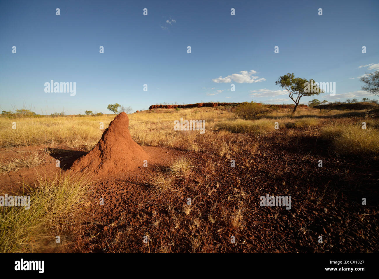 termite hills in the outback, Northern Territory, Australia Stock Photo