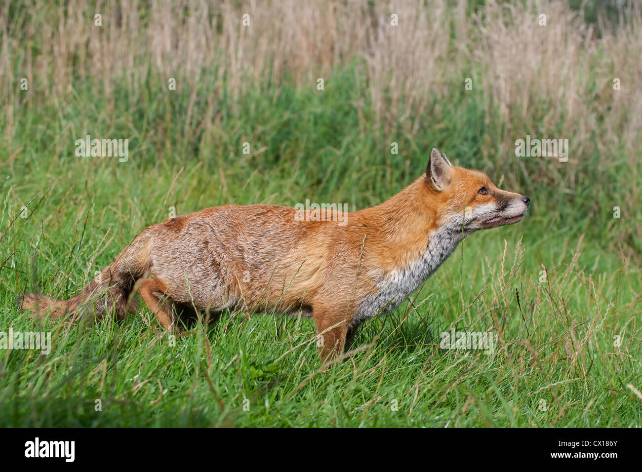 Red Fox. Vulpes (Carnivora) Stock Photo