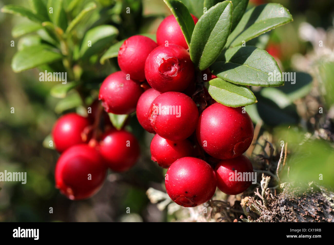 Cowberries (Vaccinium vitis-idaea) Stock Photo