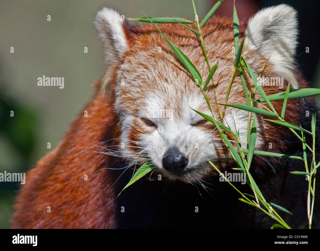 Red Panda Ailurus Fulgens Eating Bamboo Stock Photo Alamy