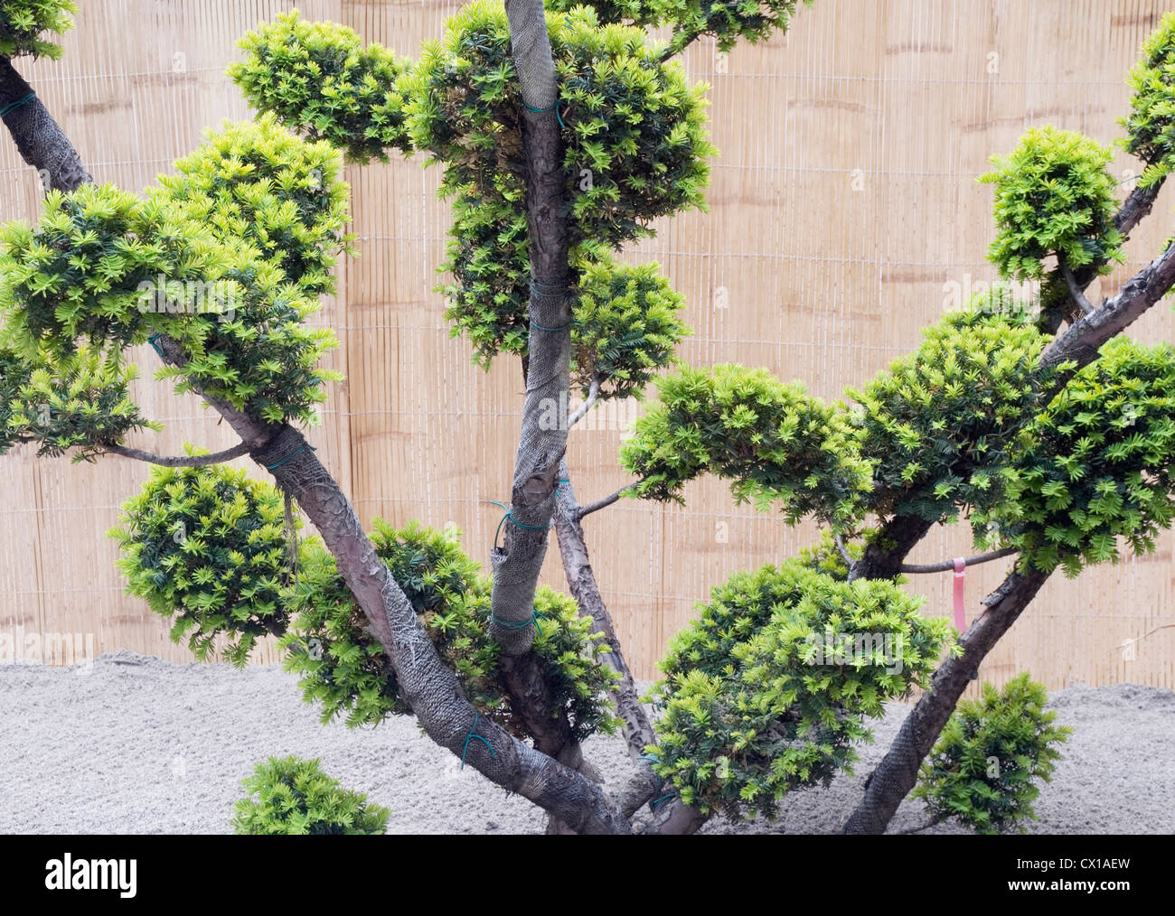 Taxus plant yew baccata Stock Photo