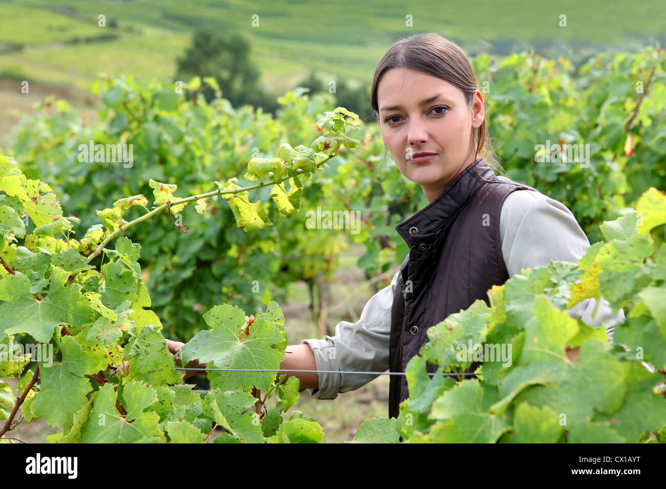 Young woman tending grapevines Stock Photo - Alamy