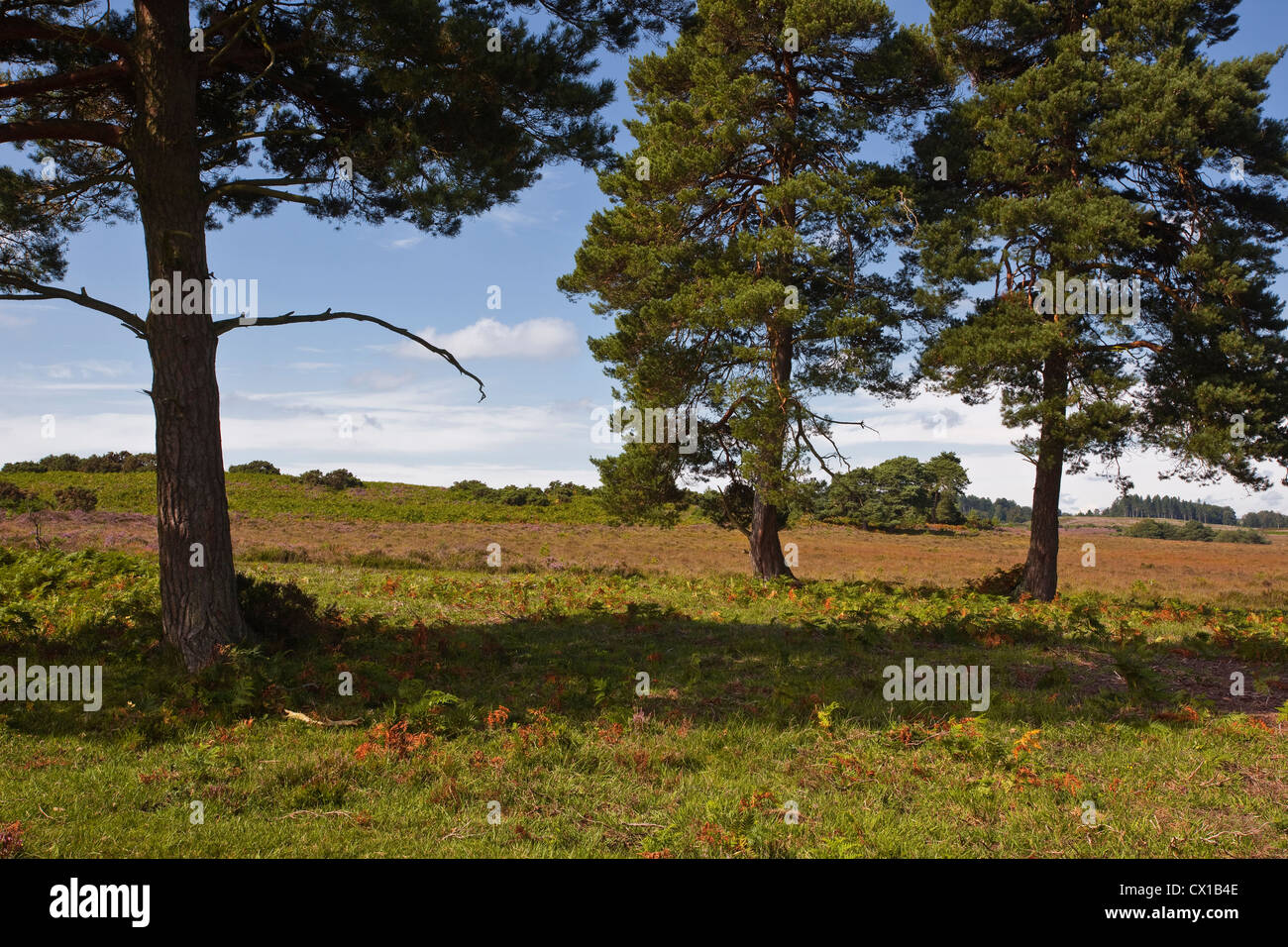 New england fall trees hi-res stock photography and images - Alamy