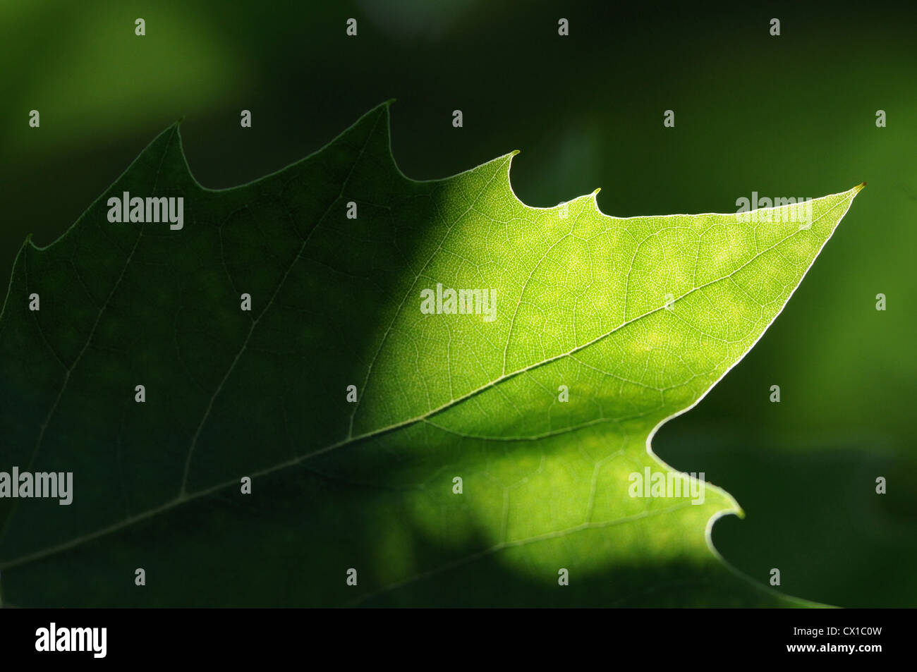 London Plane Tree In Summer Stock Photo Alamy london-plane-tree-in-summer-stock-photo-alamy