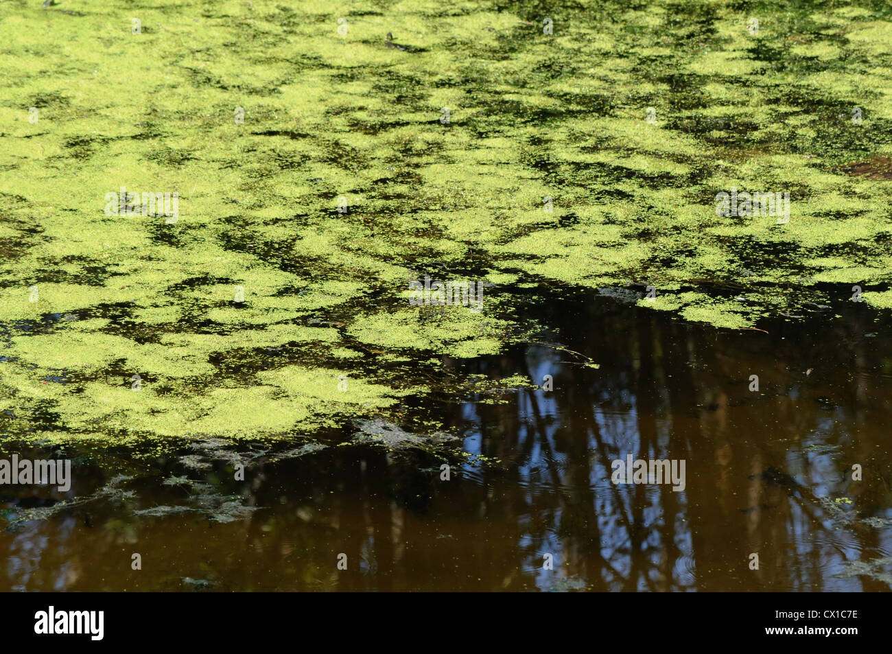 Algae bloom in summer Stock Photo Alamy