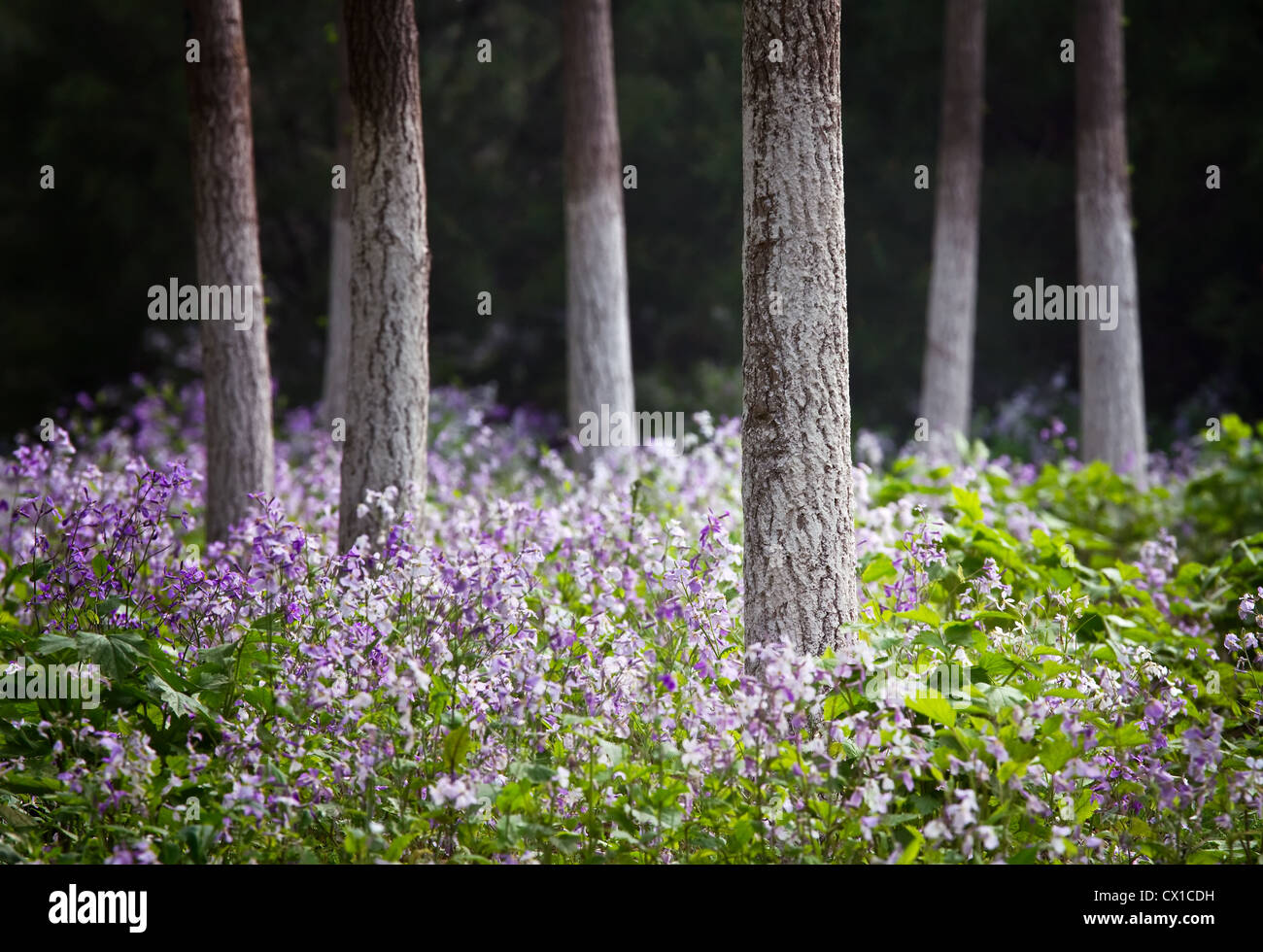 Landscape photo of Forest in the springtime  Stock Photo