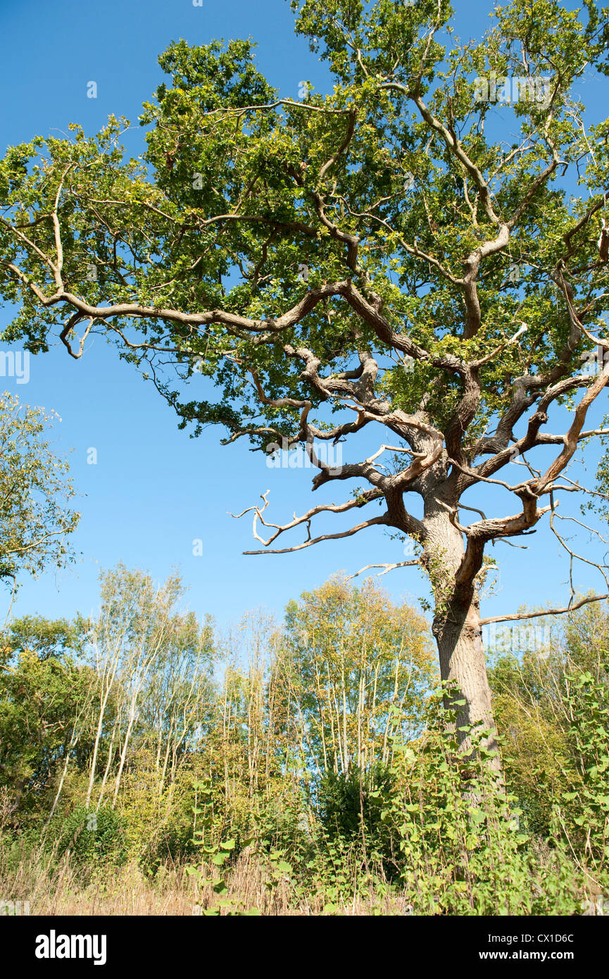Sweet Chestnut Tree Castanea sativa Ranscombe Farm Nature Reserve Kent UK Stock Photo