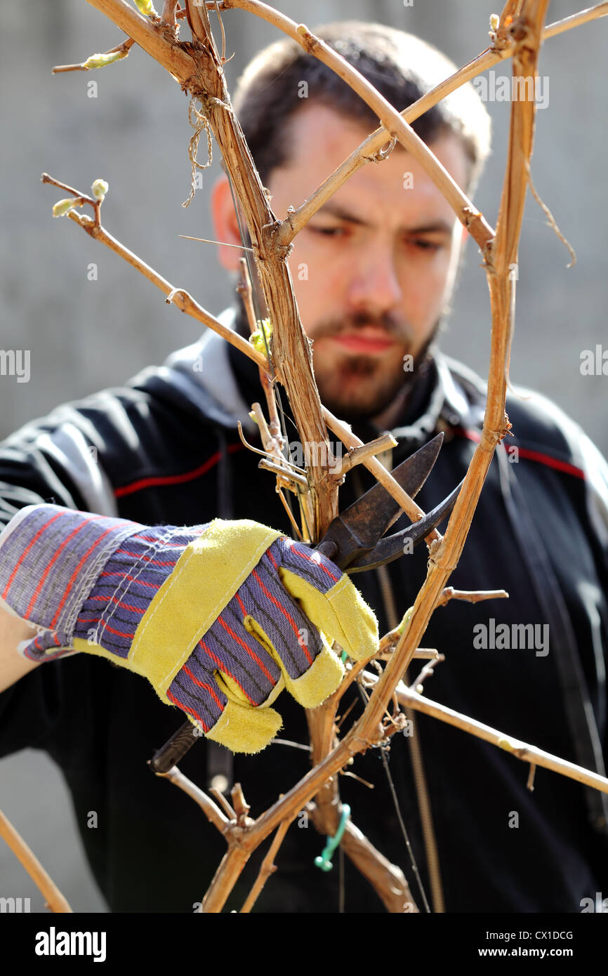 Grape cut hires stock photography and images Alamy