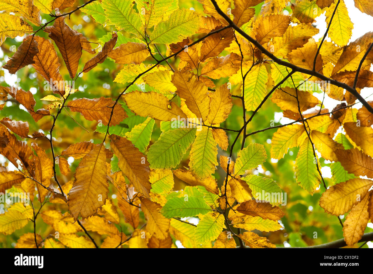 Sweet Chestnut Leaves Castanea sativa Ranscombe Farm Nature Reserve Kent UK golden autumn colours green yellow Stock Photo