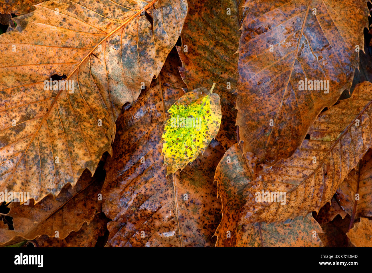 Beech leaves on woodland floor Fagus sylvatica Ranscombe Farm Nature Reserve Kent UK brown & green Stock Photo