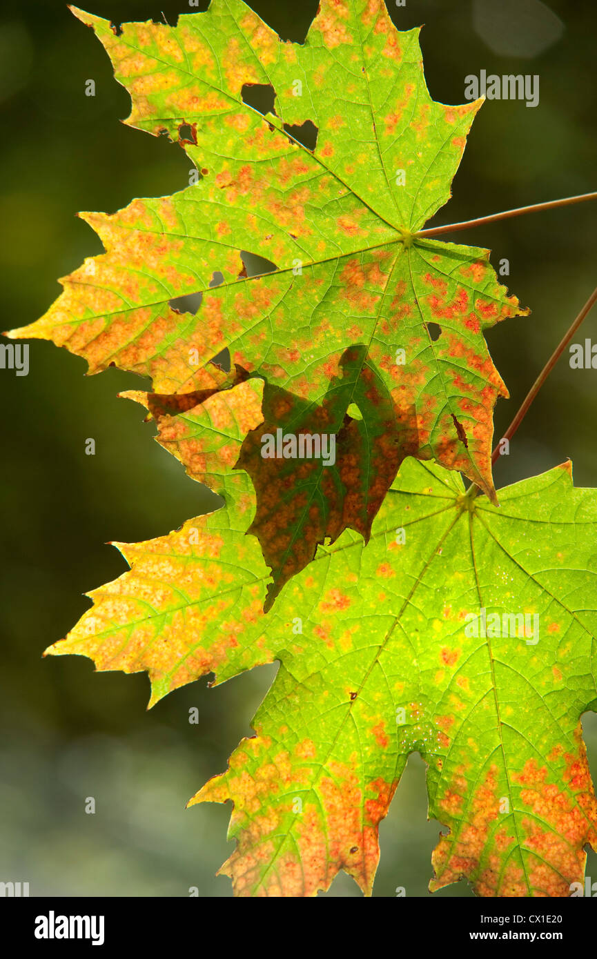 Sycamore leaves hi-res stock photography and images - Alamy