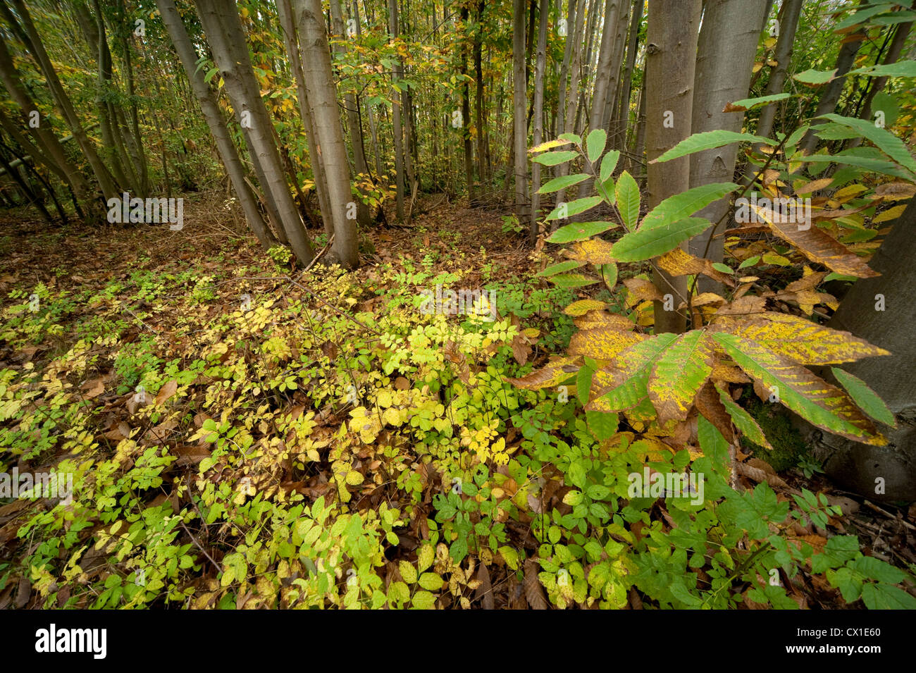 Autumn Colours in Woodland Ranscombe Farm Nature Reserve Kent UK young sweet chestnut & beech trees leaves green yellow Stock Photo