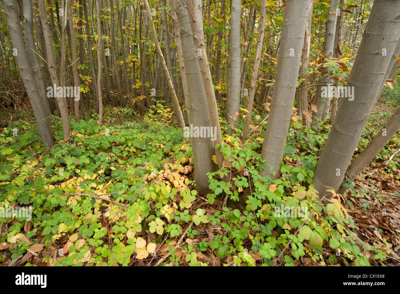 Autumn Colours in Woodland Ranscombe Farm Nature Reserve Kent UK young sweet chestnut & beech trees leaves green yellow Stock Photo
