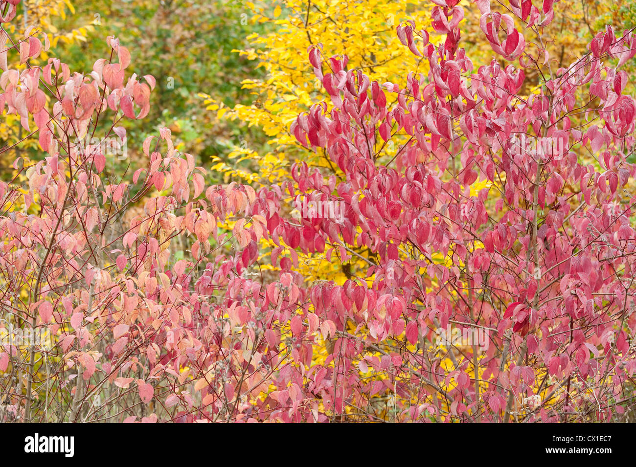 Mixed Autum Coloured Trees Ranscombe Farm Nature Reserve Kent UK Field Maple Beech & Dogwood yellow green red Stock Photo