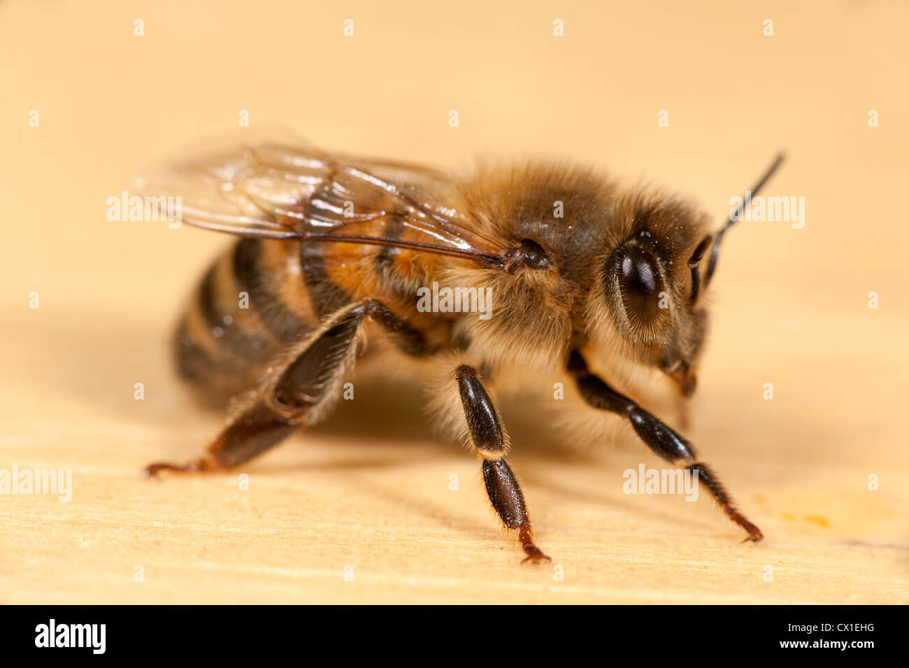 Close up of Worker Honey Bee Apis mellifera Kent UK Stock Photo