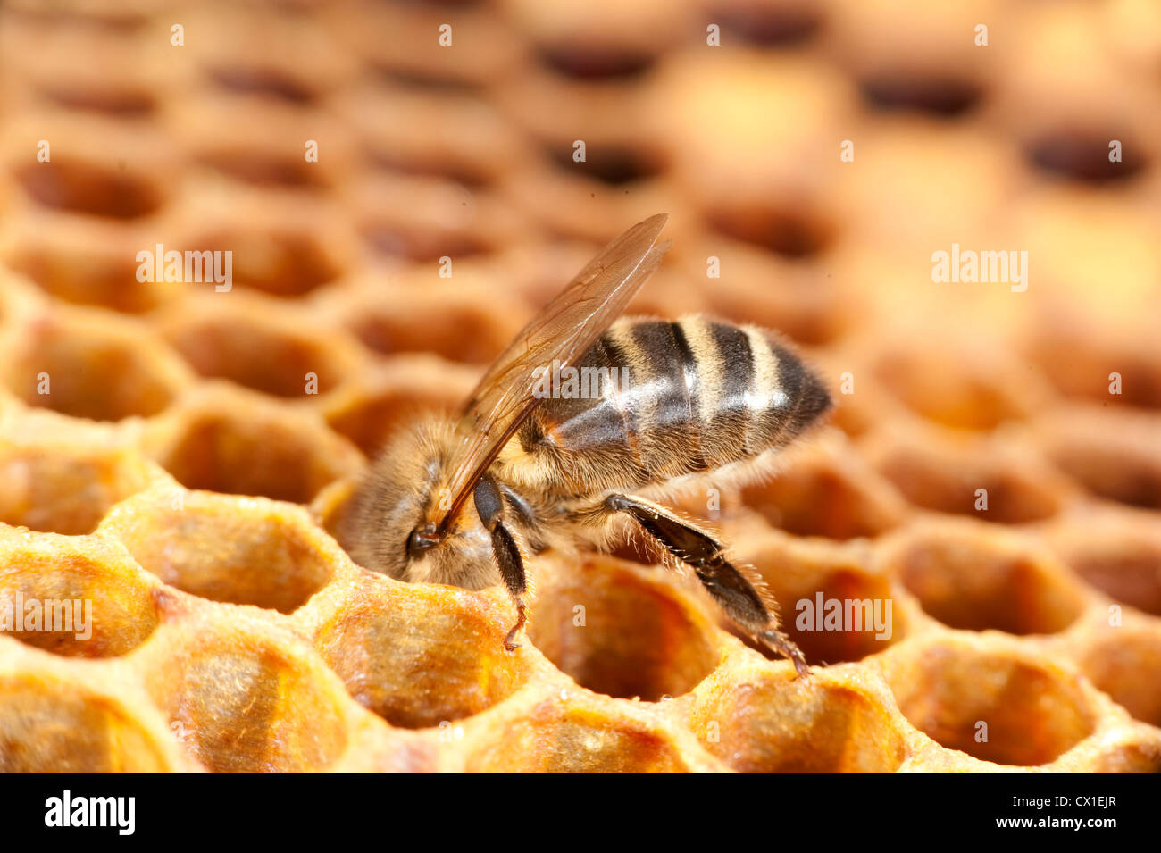 Honey Bee worker checking inside cells in hive Apis mellifera Kent UK Stock Photo