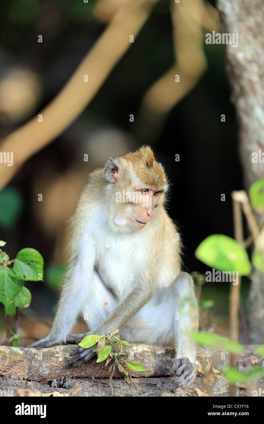 Pangandaran national park hi-res stock photography and images - Alamy