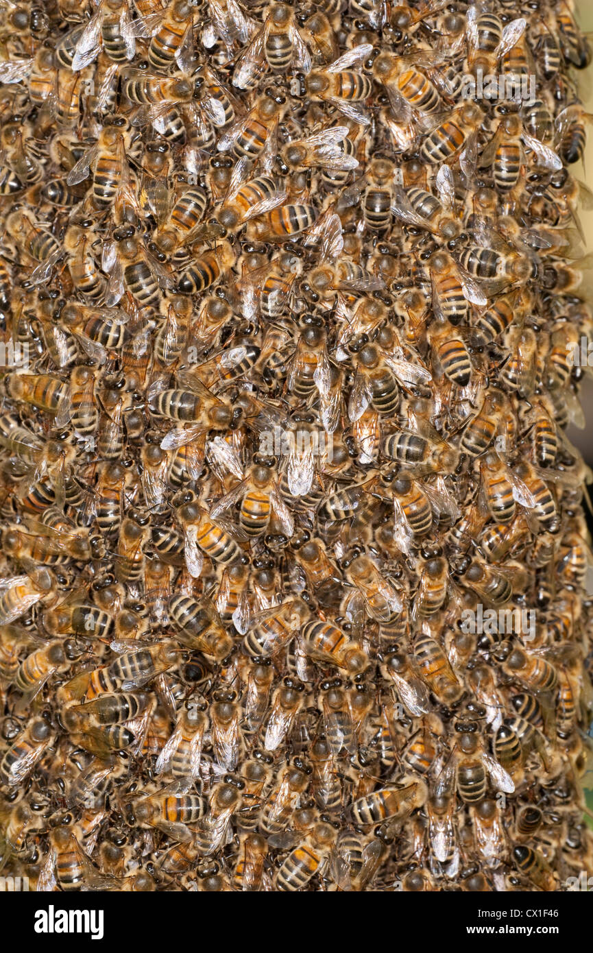 Close up Honey Bee Swarming Apis mellifera Kent UK Stock Photo