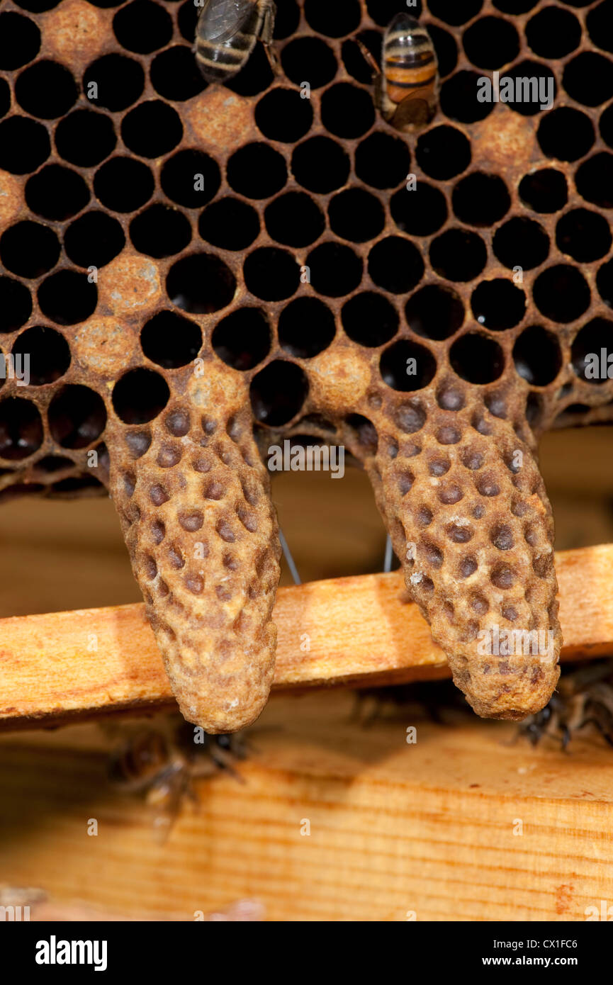 Honey Bee Queen Cells